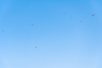 Griffon vulture spinning on the sky above Rocca del Crasto mountain, Sicily