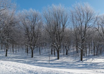 trees in the snow