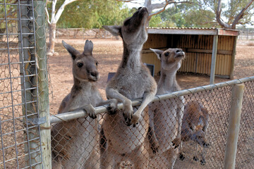 Naklejka premium Hey mate! Kangaroos leaning over the frence. Greenough Wildlife & Bird Park, Western Australia