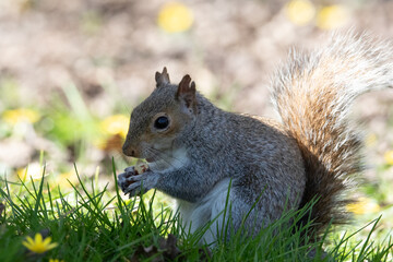 grey squirrel (Sciurus carolinensis) eating a nut
