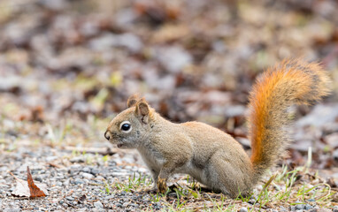 squirrel in the park