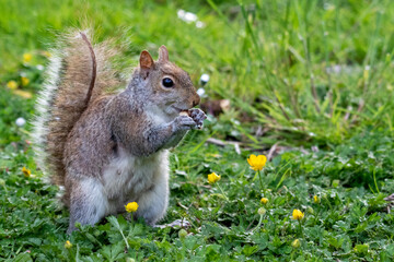 Fototapeta premium grey squirrel (Sciurus carolinensis) eating a nut c.lose up.