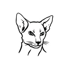 Bald cat. Exotic cat breed. File for printing and cutting vinyl