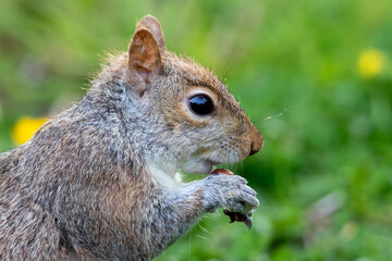 Naklejka na ściany i meble grey squirrel (Sciurus carolinensis) eating a nut c.lose up.