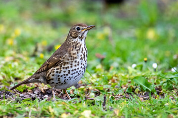 Song Thrush (Turdus philomelos)