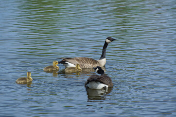 Obraz premium A Canadian Geese Family in the Water
