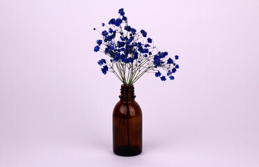 Blue gypsophila flowers in a small brown glass bottle on a white background