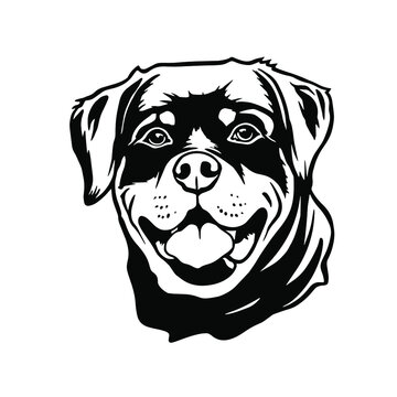 Rottweiler dog Head. Vector illustration