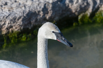 swan on the lake