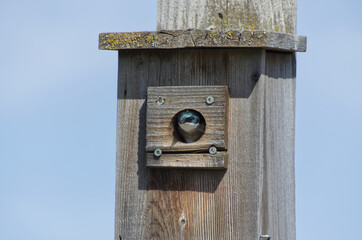A Tree Swallow in a Birdhouse