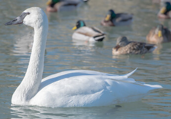 swans on the lake