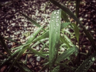 dew on the grass