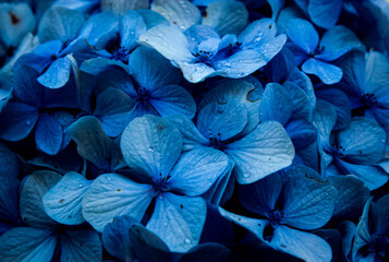 macro image of a bush of blue hydrangrea flowers with sun burnt petals and water droplet close up
