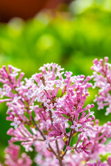 Close-up of the beautiful violet/pink flowers of the small plant Korean Lilac or Dwarf lilac lit by the sunlight, Syringa meyeri