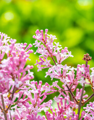 Close-up of the beautiful violet/pink flowers of the small plant Korean Lilac or Dwarf lilac lit by the sunlight, Syringa meyeri