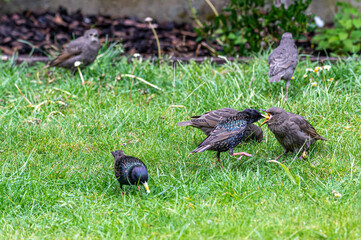 Adult starlings, sturnus vulgaris, feeding a juvenile bird