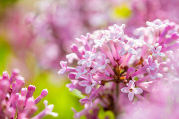 Close-up of the beautiful violet/pink flowers of the small plant Korean Lilac or Dwarf lilac lit by the sunlight, Syringa meyeri