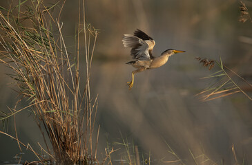 Little Bittern flying at Asker marsh, Bahrain