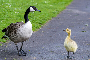 Fototapeta premium Gosling looking up to parent Canada Goose, branta canadensis