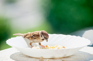 Bird on the edge of a plate, eats bread crumbs