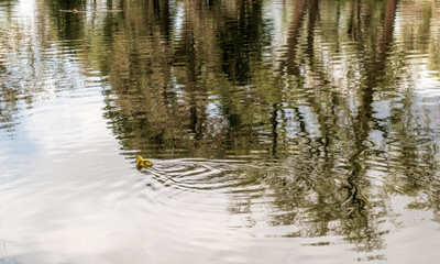 Fototapeta na wymiar Cute little duckling swimming alone in a pond with green water.