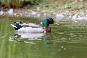 Anatra in acqua