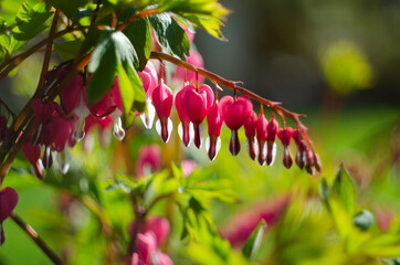 Lamprocapnos spectabilis Dicentra spectabilis. Detail of Pink Heart Shaped Flower