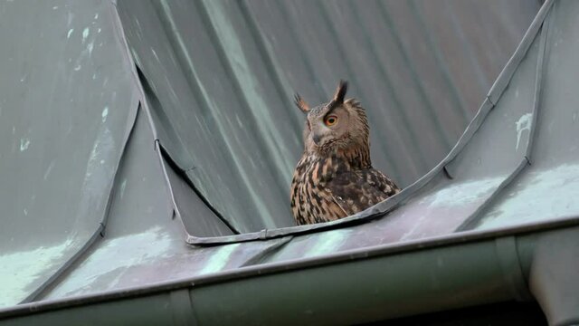 Eurasian eagle-owl (Bubo bubo) sitting on the roof of a church, Heinsberg, North Rhine-Westphalia, Germany