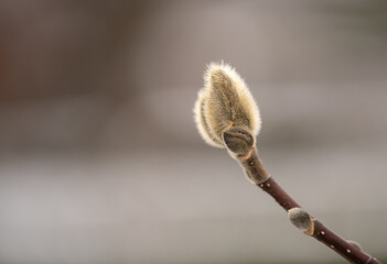willow buds on a branch