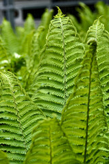 fresh green summer fern 