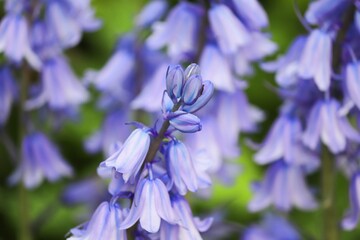 blaue Blüten vom Hasenglöckchen