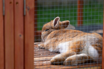 A dwarf rabbit lies stretched out on a piece of wood and sunbathes, hares and rabbits as pets 