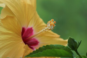 Nahaufnahme der Blüte von Hibiskus © Manfred Richter
