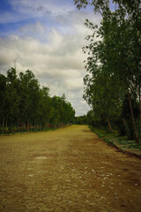 Nature, flowers and sun