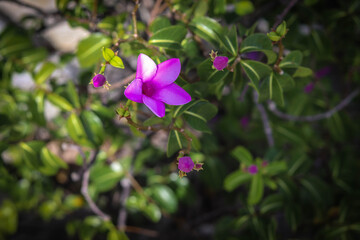 Obraz premium Nature, flowers and sun