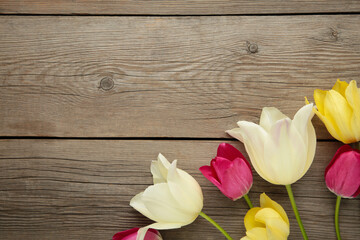 Beautiful tulips on grey background with copy space. Top view