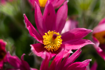 Fototapeta premium Pink flower with yellow inflorescence, Pasque Flower in the green garden in sunlight 