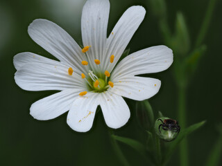 Echte Sternmiere