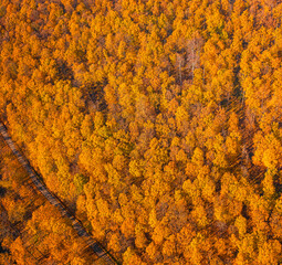 Aerial view on the forest in autumn
