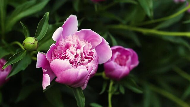 Beautiful large peony flowers grow in the backyard of a rural house, branches swaying in the wind