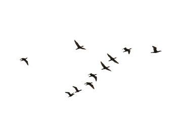 Fototapeta premium A flock of black Cormorants flying in V formation isolated on a white sky suitable for compositing