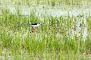 Cavaliere d'Italia nelle risaie Novaresi