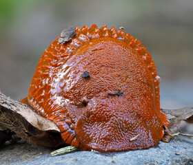 Rote Wegschnecke