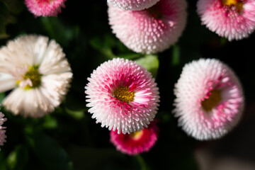 Several white and pink double daisies with strong focus on the center 