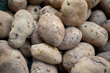 Close up picture of bad potatoes, selective focus.