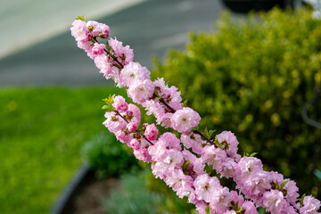 Obraz premium Two flowering branches against a green background