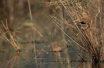 Little Bittern inside the reeds at Asker marsh, Bahrain