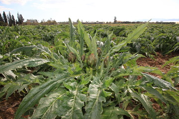 Field of artichokes of the 
