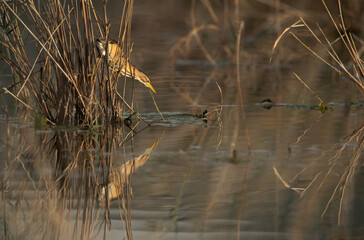 Little Bittern fishing at Asker marsh, Bahrain