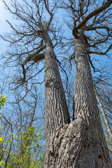 Fototapeta premium A huge oak tree rests its branches against the sky